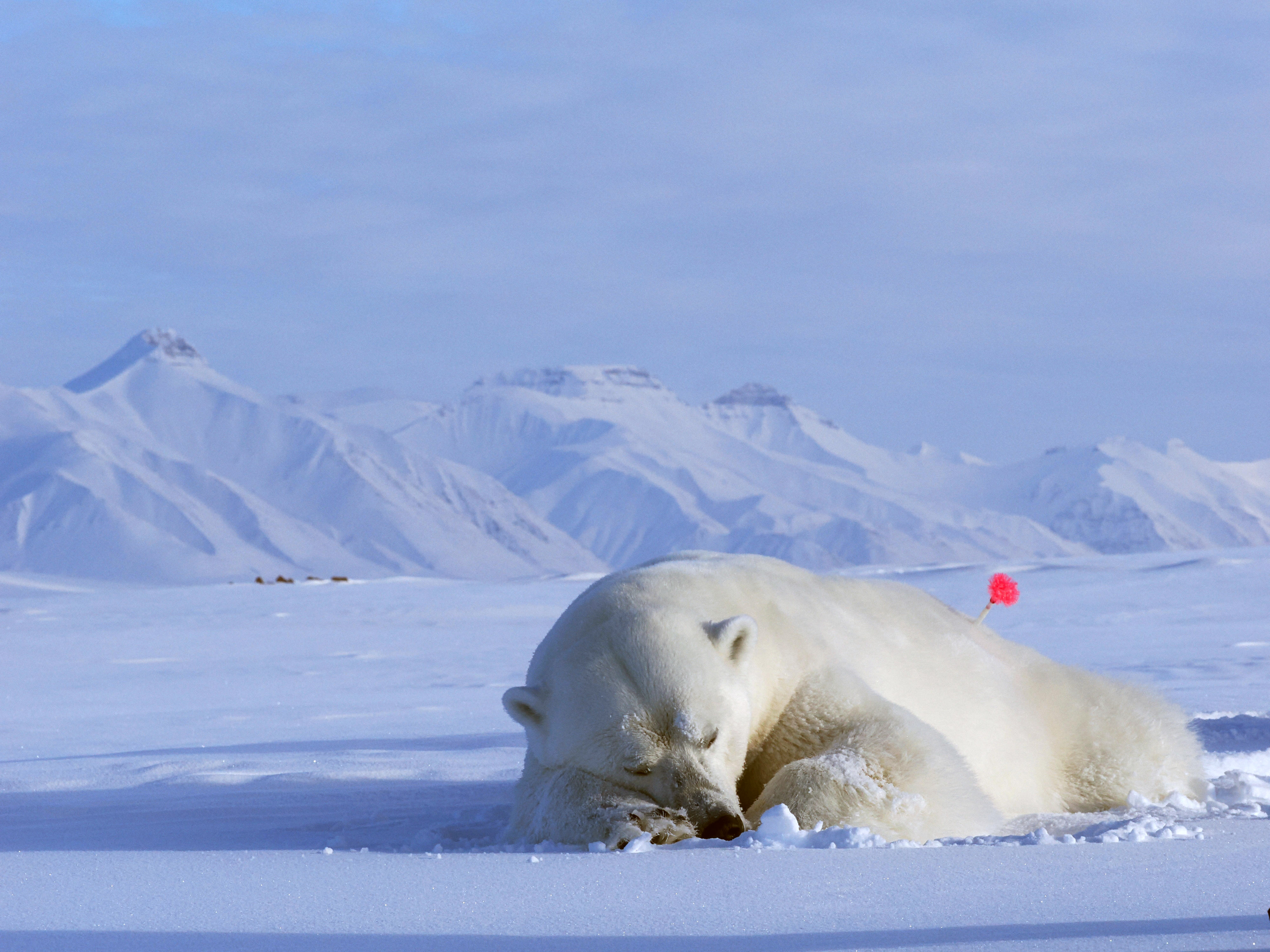 Polar bear with a tracking device in its fur resting in a snowy landscape.
