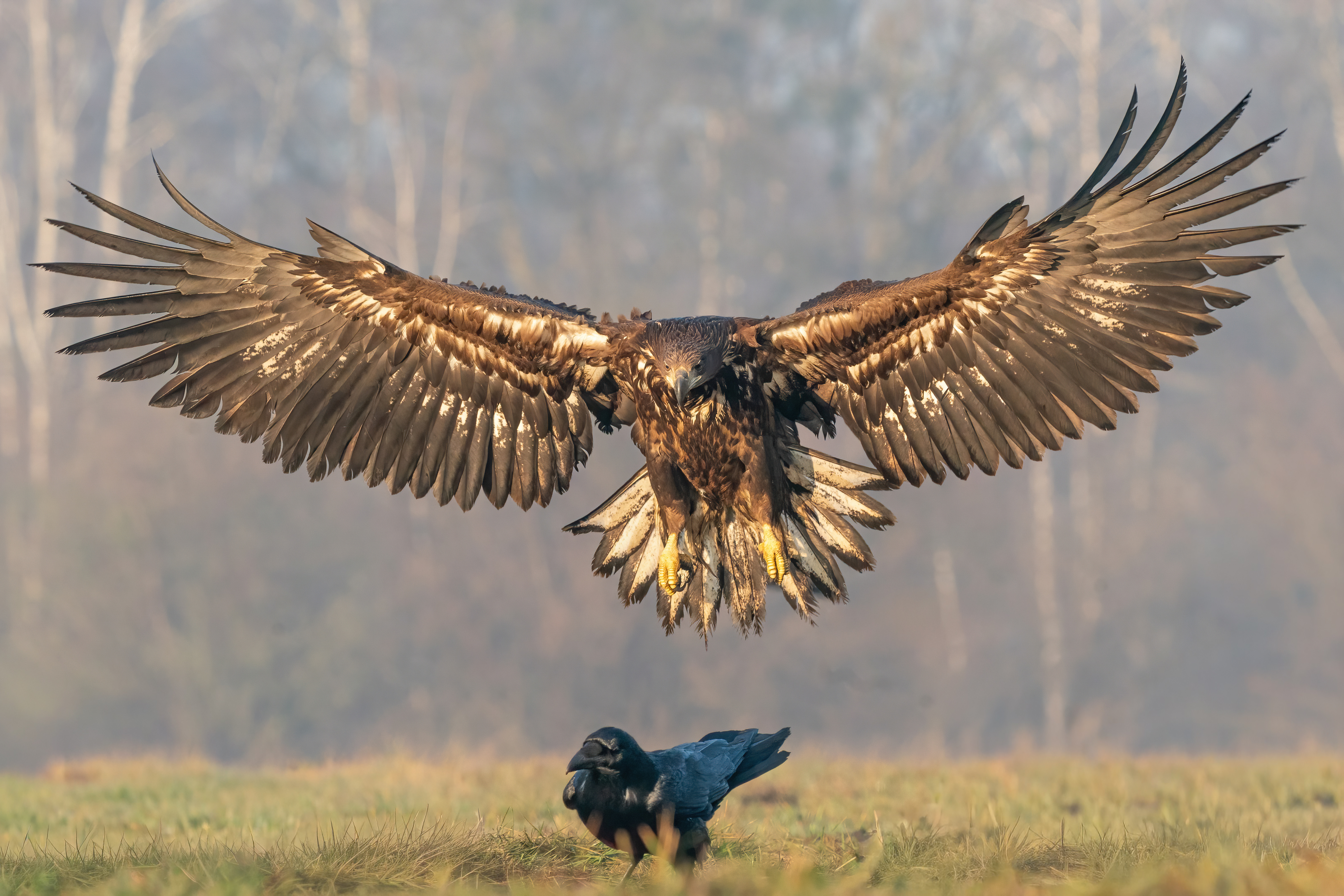 Mine, all mine: bold eagle swoops in to steal lunch from fearless crow