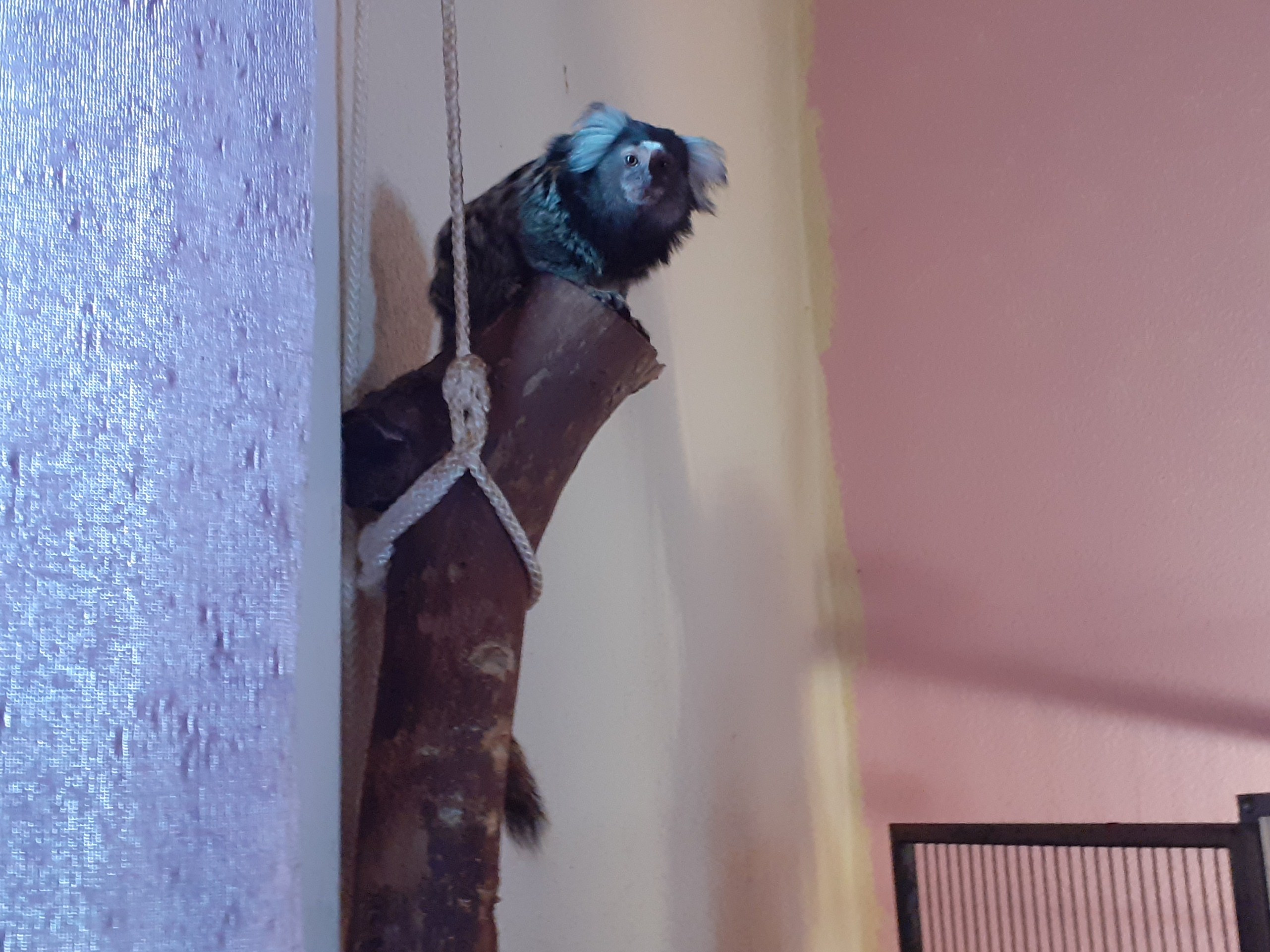 Marmoset Bobby sitting on a tree branch, with a bird cage in the background.