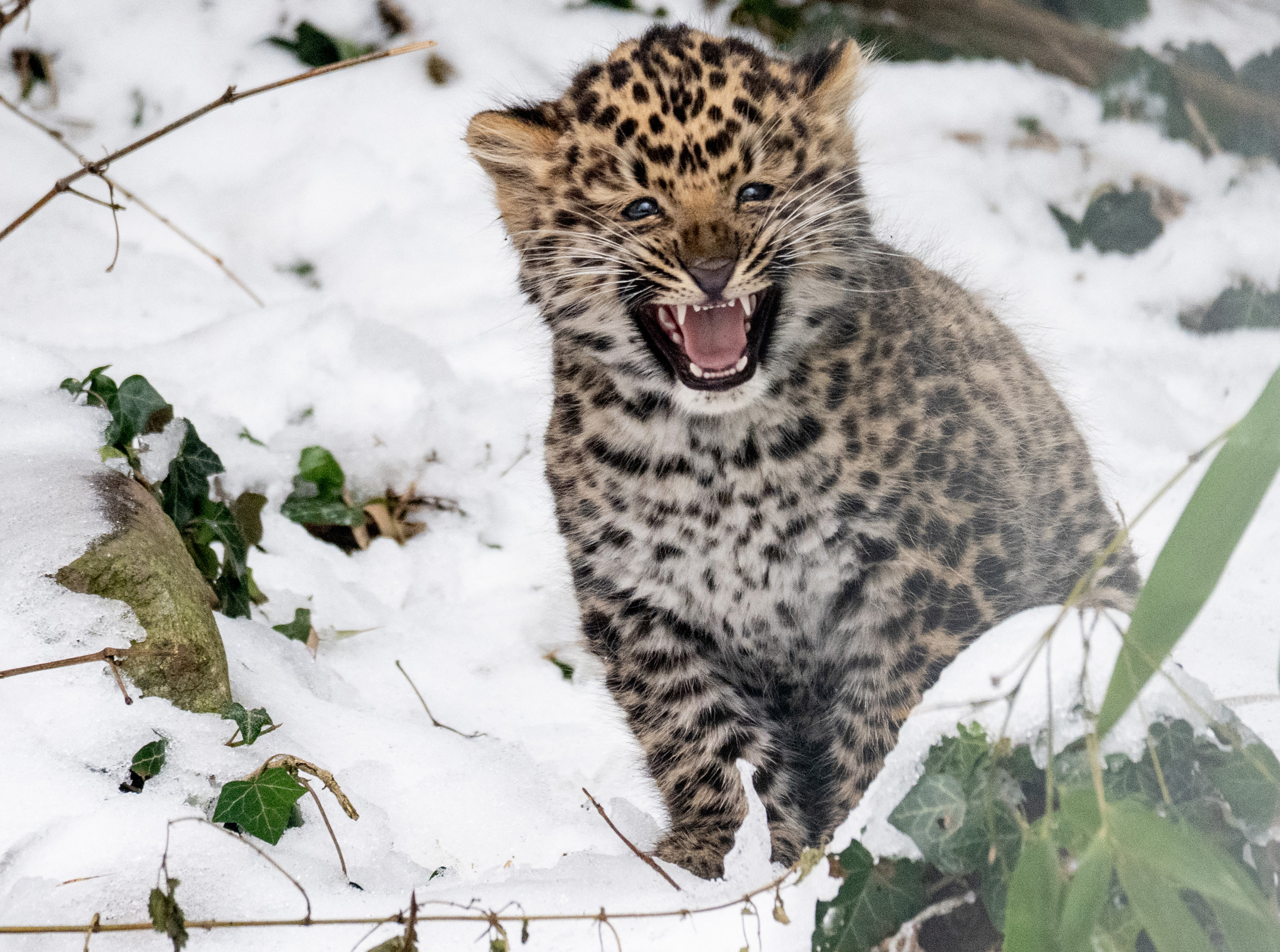 AUSTRIA-FEATURE-ANIMALS-ZOO