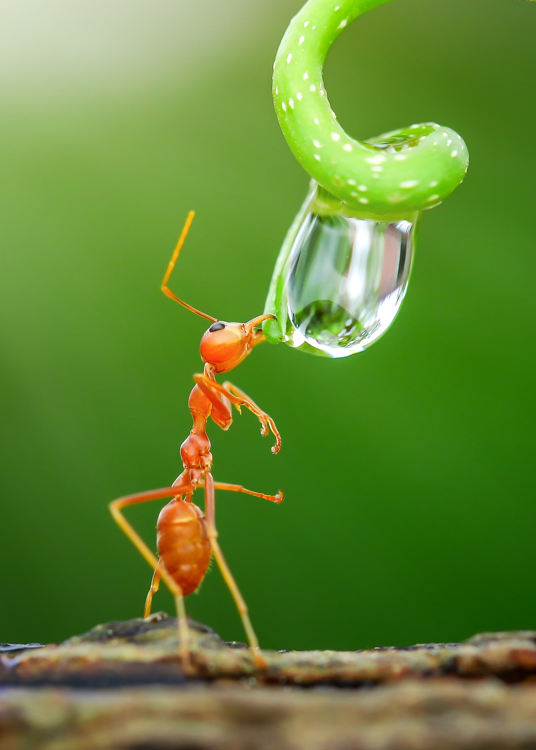 Just a sip: tiny ant stretches for a giant drink in perfect balancing act