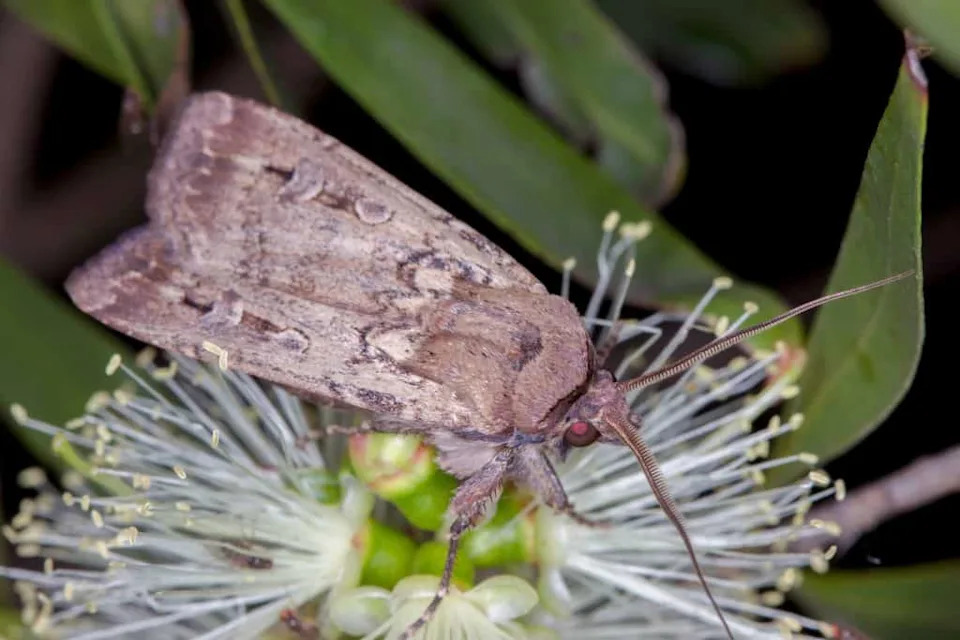 Bogong Moth (Agrotis infusa) - close-up of head and antennae on native blossom