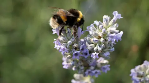 Getty Images A white tailed bumblebee is sitting on lavender. The background is blurred. 