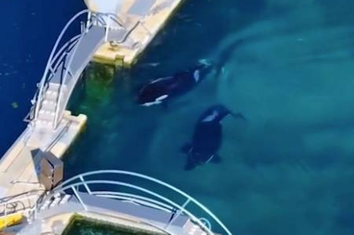 An aerial view of an aquatic facility featuring two marine animals swimming in clear water near a bridge.