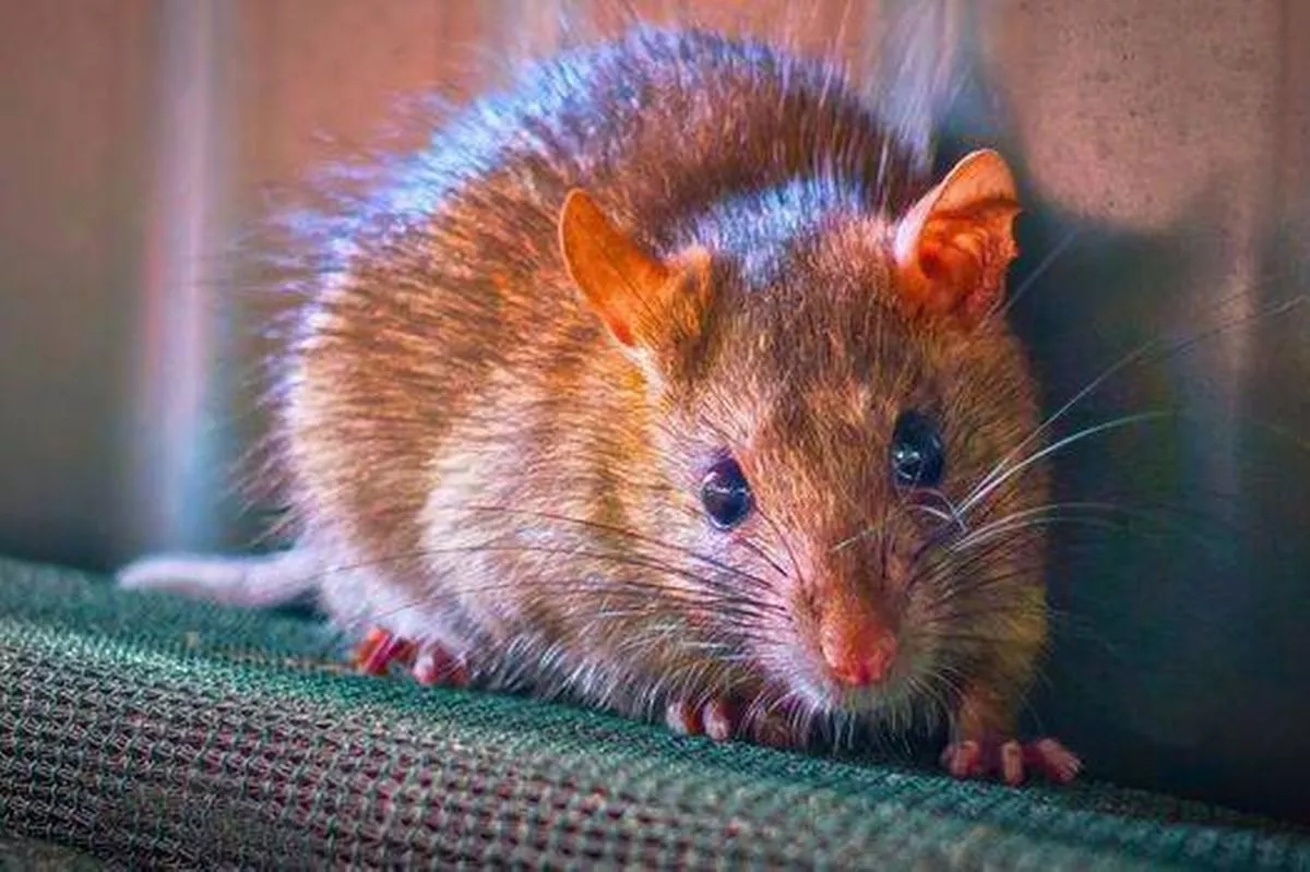 Rats and mice stay out of homes for good if you do a quick 60-second task once a day