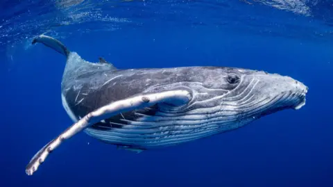 Getty Images A minke whale diving below the surface of a dark blue sea.