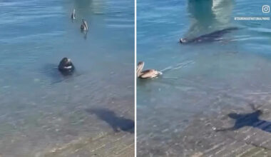 Yahoo lifestyle home