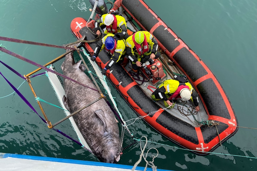 A look down from side of a boat to an inflatable boat with three people on board next to large dead shark.