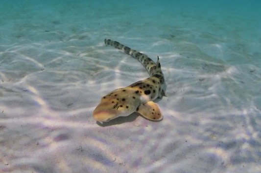A small patterned shark on sand