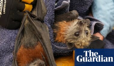 Flying foxes die in their thousands in worst mass-mortality event since Australia’s black summer | Wildlife