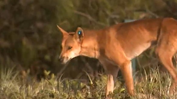 The premier said state wildlife rangers had been left with little choice in their decision to euthanise 10 dingoes linked to Piper James’ death.