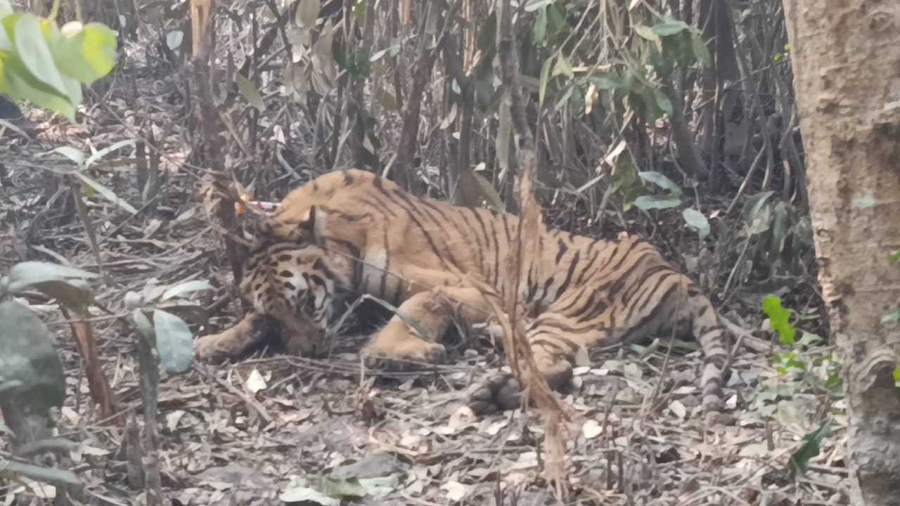 A Royal Bengal tiger was caught in a deer-hunting snare and was later rescued by the Forest Department on 4 January 2026.