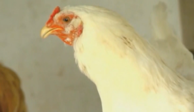 Backyard flock in Franklin County tests positive for bird flu :: WRAL.com