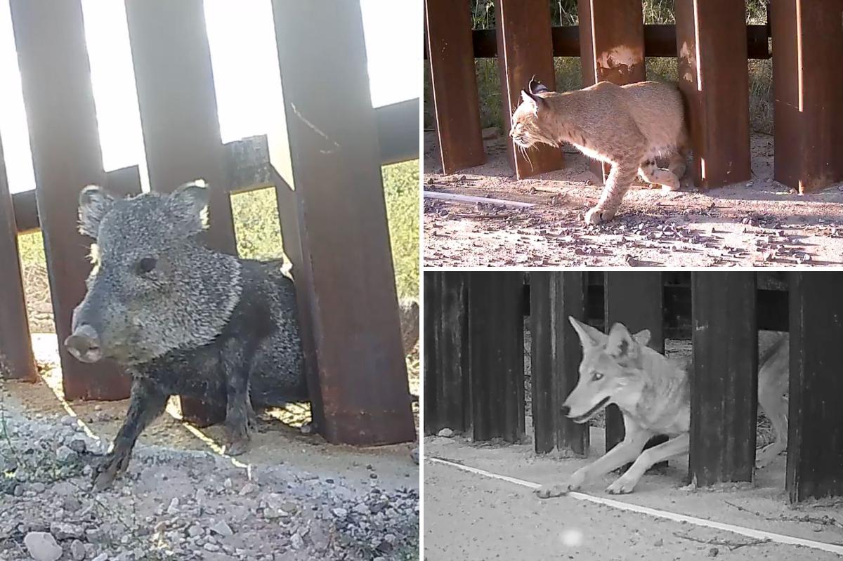 Controversial 'doggie doors' built into US-Mexico border wall