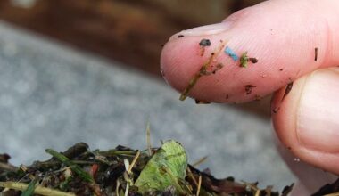 More microplastics found in rural woodland than city centre - experts warn of potential health risks