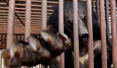 South Korea to stop breeding bears to extract their bile - but hundreds are still trapped in pens