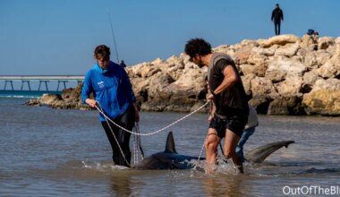Watch: Dead shark found near Hadera