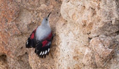 Surprise in the north: Rare bird spotted after 3 years