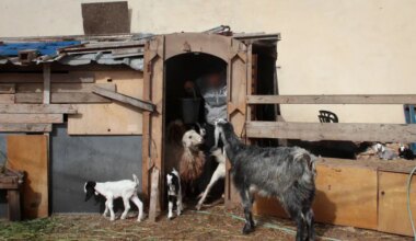 Unique incident: Soldiers transfer a herd of goats from Syria to Judea and Samaria