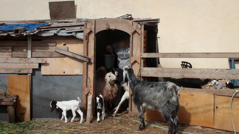 Unique incident: Soldiers transfer a herd of goats from Syria to Judea and Samaria