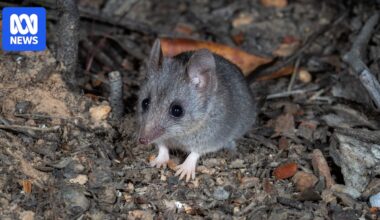 Endangered animal populations bounce back on Kangaroo Island thanks to predator-proof fence