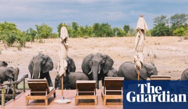 Africa’s great elephant divide: countries struggle with too many elephants – or too few | South Sudan