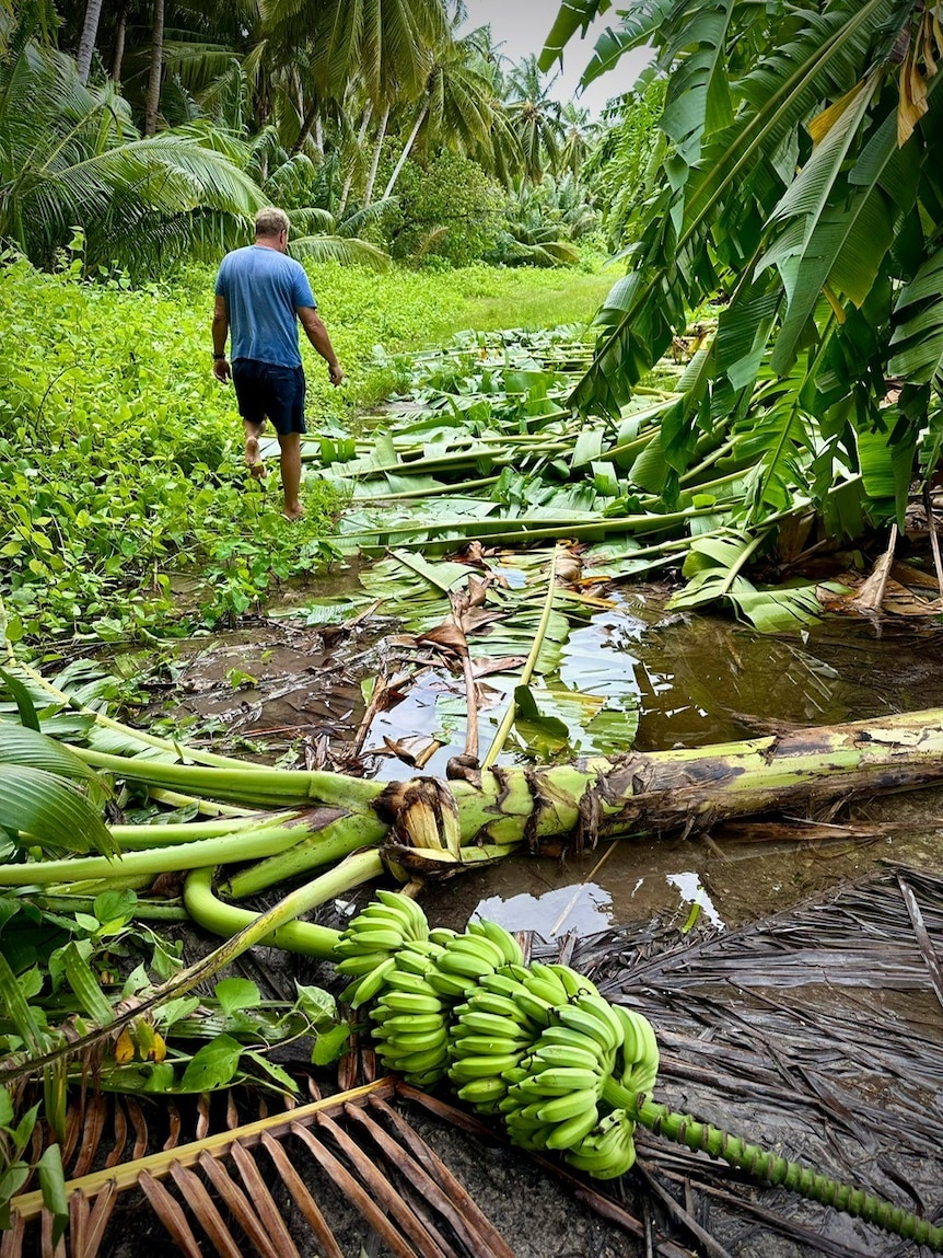 A banana tree with about 50 green bananas lies on the ground surrounded by green debris