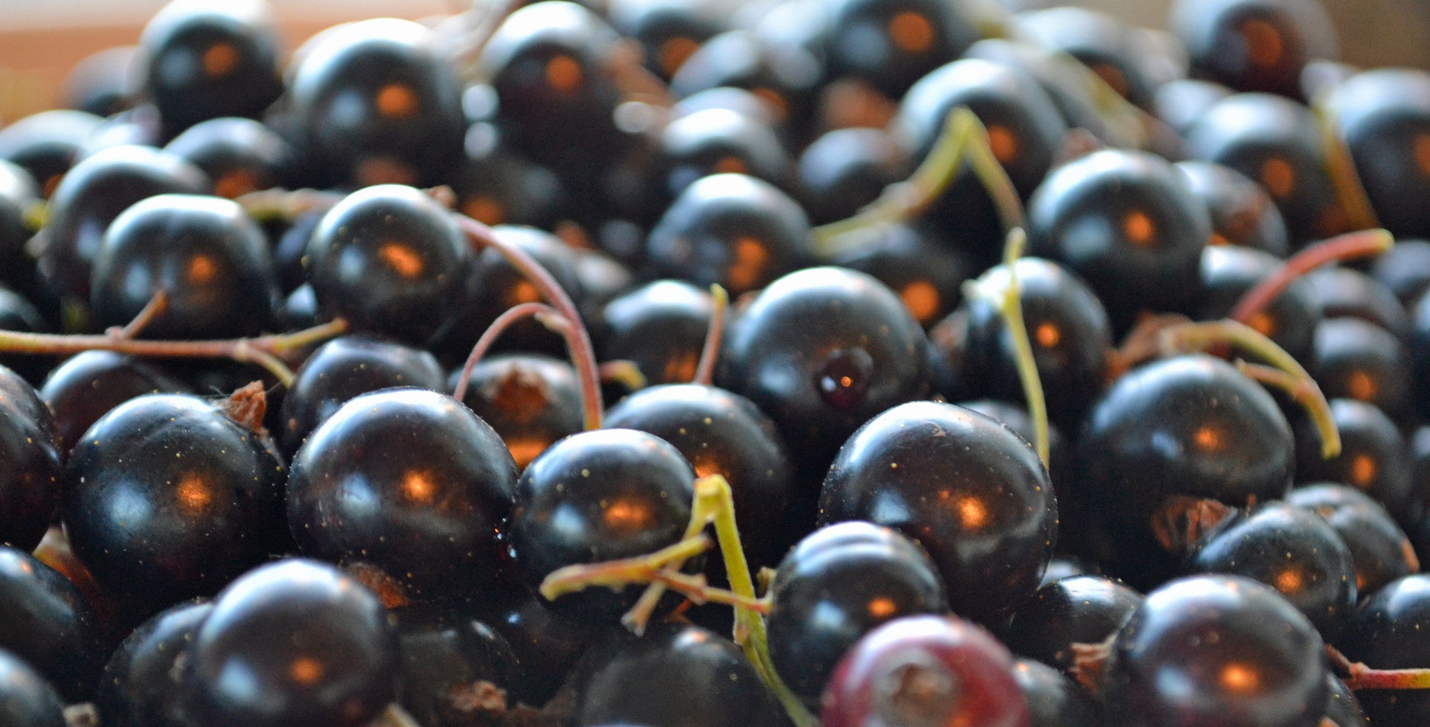 A close-up of a pile of dark purple blackcurrants with a few green stems visible.