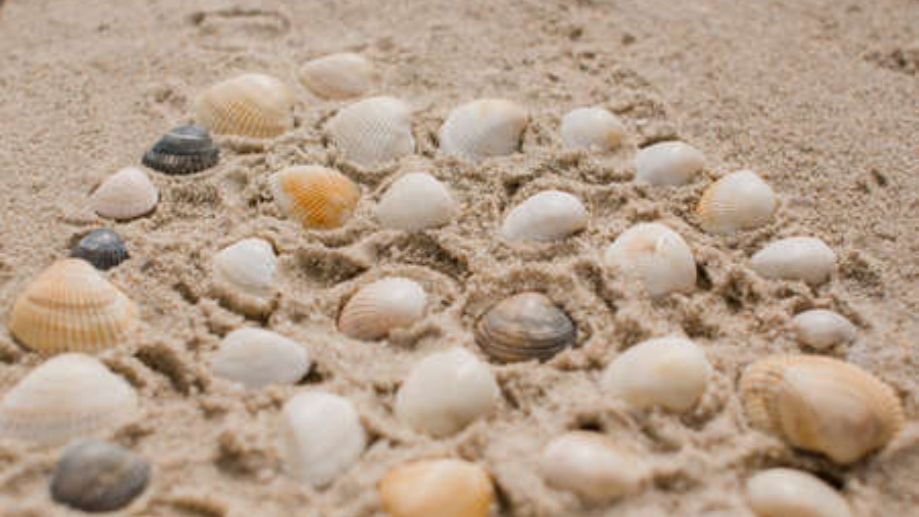 Goodbye to traditional concrete - scientists develop a sustainable material made from seashells that reduces environmental impact