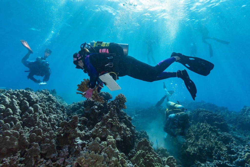 Kona coast on Big Island becoming central spot for innovative coral reef restoration : Maui Now