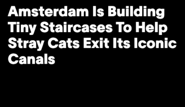 Species of cat thought extinct is rediscovered; Amsterdam builds tiny staircases to help fallen cats get out of canals; why do cats sleep on their left sides? (with a poll); and lagniappe – Why Evolution Is True