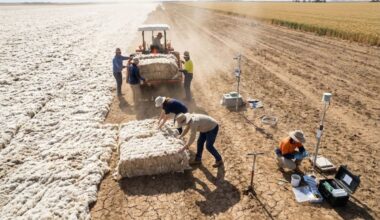 Degraded lands in Australia are being treated with wool, reducing evaporation, reactivating microorganisms, and increasing harvests, with indicators of water, moisture, and productivity transforming organic waste into an agricultural strategy.