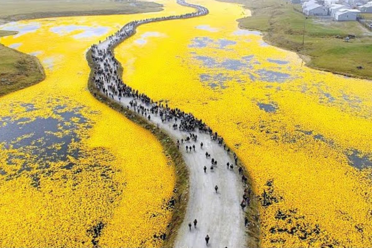 Australia created a plague by releasing frogs to save crops, lost control of the experiment, devastated entire ecosystems, and ended up resorting to cannibalism.