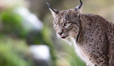 Renewed calls to bring back extinct big cat as public consultation launches amid surging support