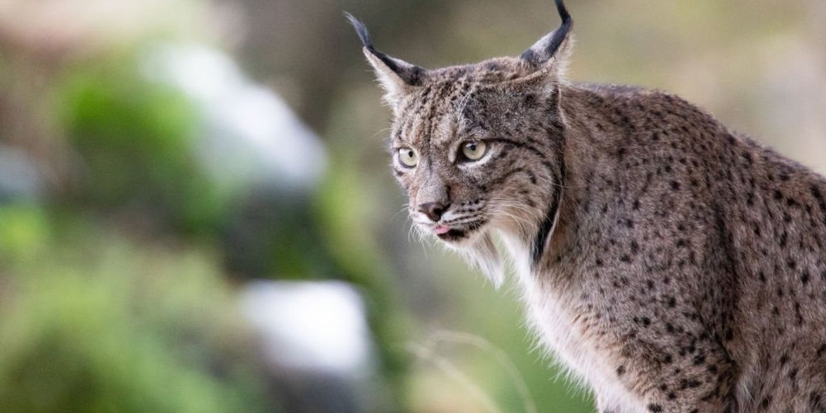 Renewed calls to bring back extinct big cat as public consultation launches amid surging support