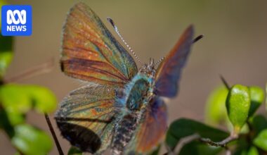 Kids at tiny school work to save extremely rare 'flying jewel' purple copper butterfly