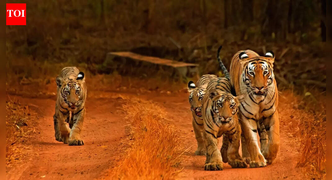 Which country has the world’s largest tiger population: China, India or Russia? |