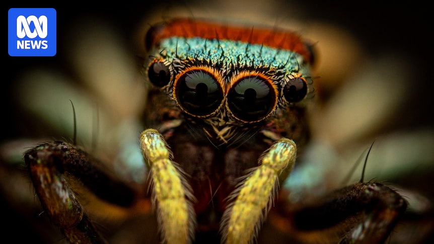 Insect enthusiasts helping researchers keep an eye on bug populations