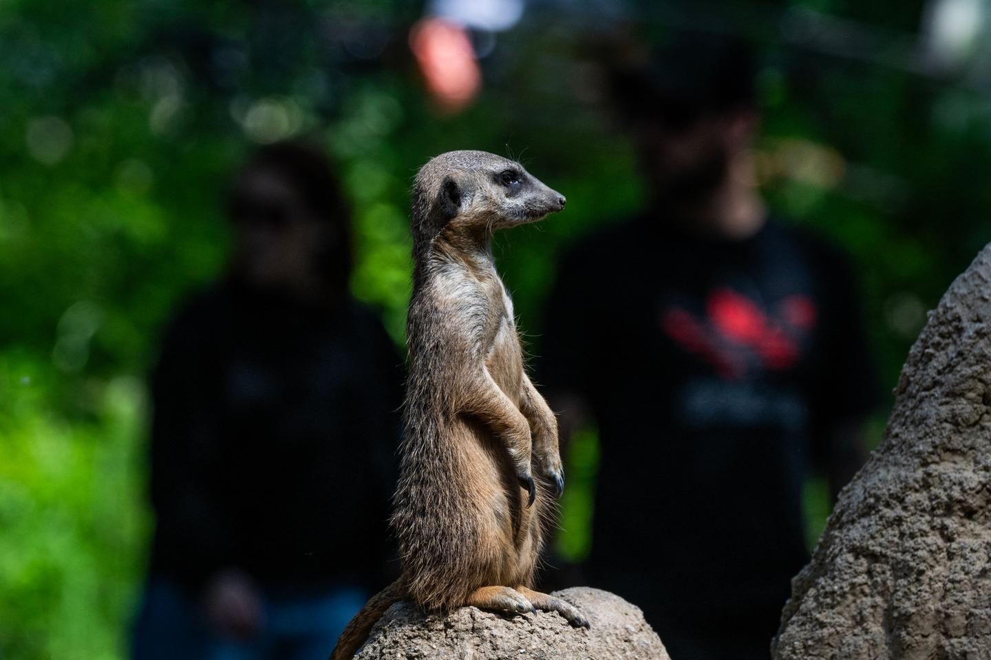Humans are slightly more monogamous than meerkats, but slightly less than beavers
