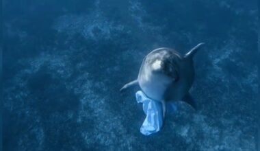 Diver Befriends Dolphin — Then Sees Something Tucked Under His Fin