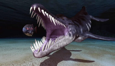 Meet the Massive Prehistoric Fish That Survived on Plankton