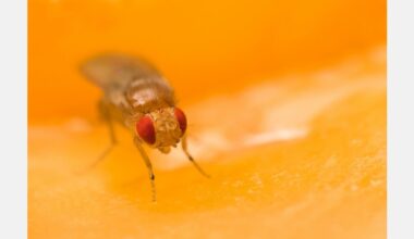 Fruit flies' embryonic stage reveals that climate adaptation begins early