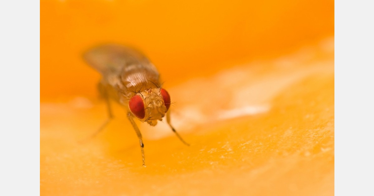Fruit flies' embryonic stage reveals that climate adaptation begins early