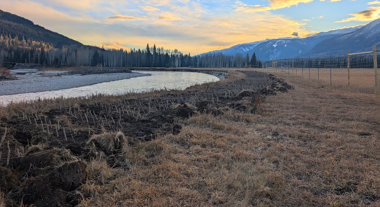 A group of saplings along a river at sunset.