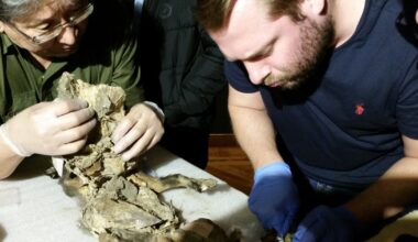 In the stomach of a mummified wolf pup, scientists find DNA from a woolly rhino