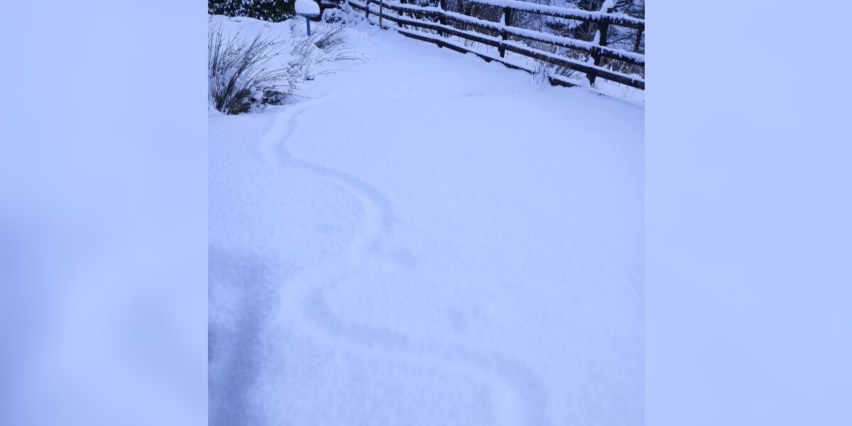 'Strange Trail' In Snow Leads Couple To A Tiny Animal Struggling To Survive