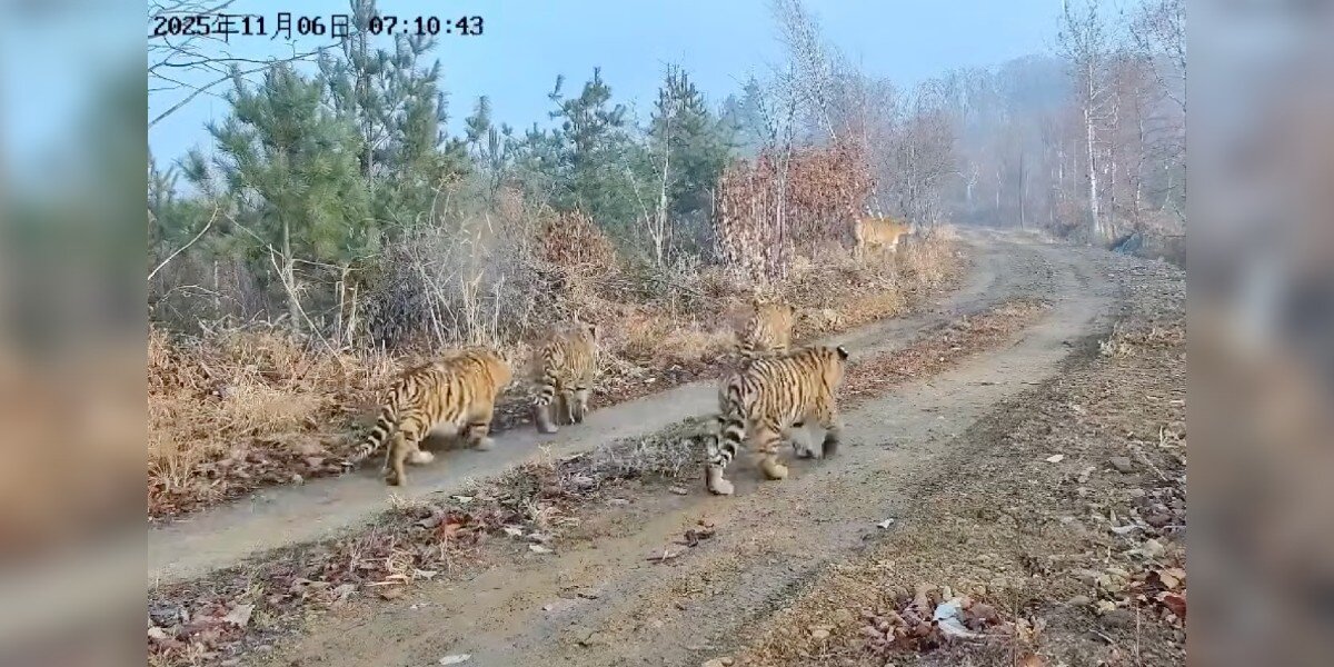 Rare Family Caught On Camera For First Time Leaves Conservationists Breathless