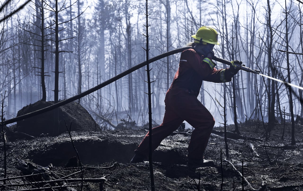 A firefighter carries a hose over their shoulder in a burnt out wooded area.