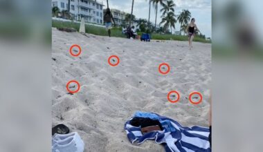 Siblings Napping On Beach Wake Up To Dozens Of Wild Babies Crawling Towards Them