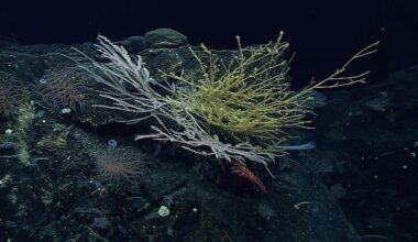 Game-changing international ocean treaty comes into force